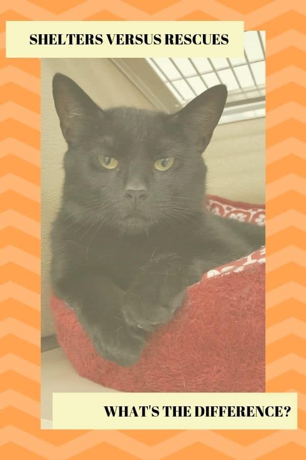 Black cat waiting in shelter for adoption