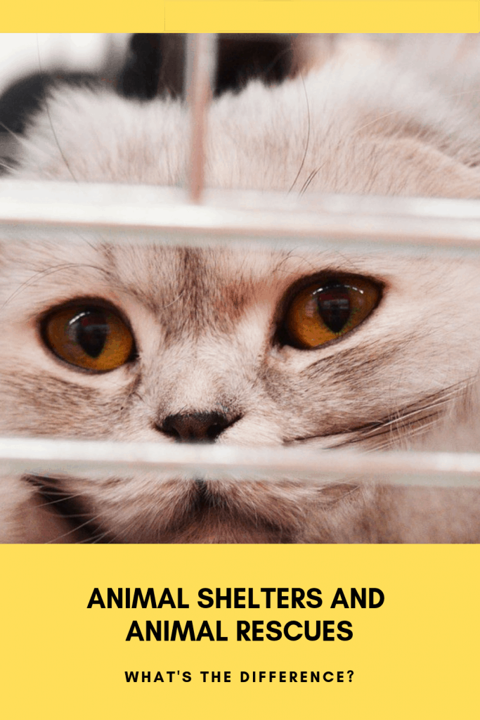 light brown cat in a shelter cage