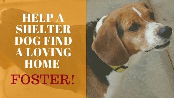 BEAGLE LOOKING FOR A FOSTER