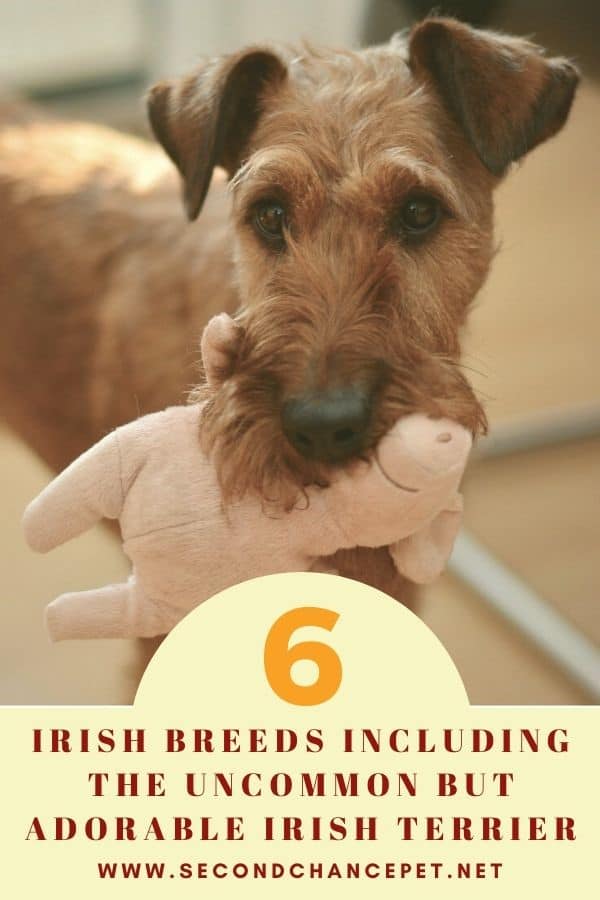 Irish Terrier holding a toy