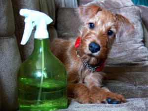 Irish Terrier puppy laying next to a spray bottle