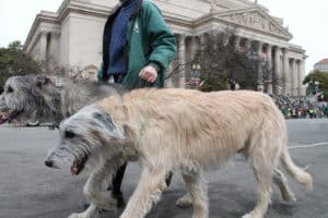 Two Irish Wolfhounds on leashes walking in a city.