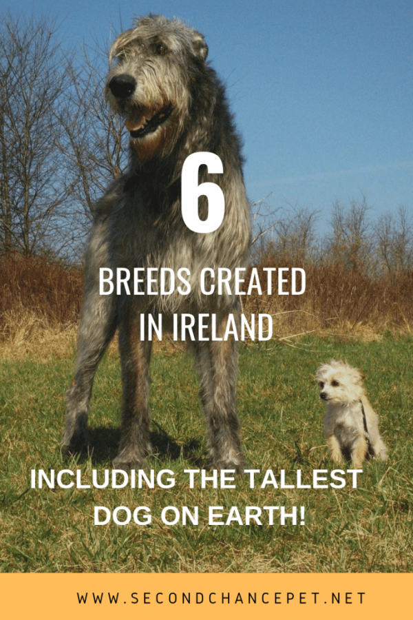 Irish Wolfhound with small dog on green field