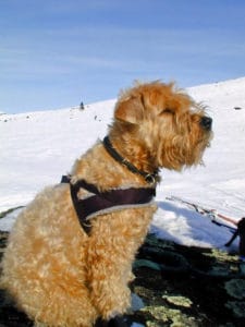 Wheaten Terrier in a harness with snow behind him