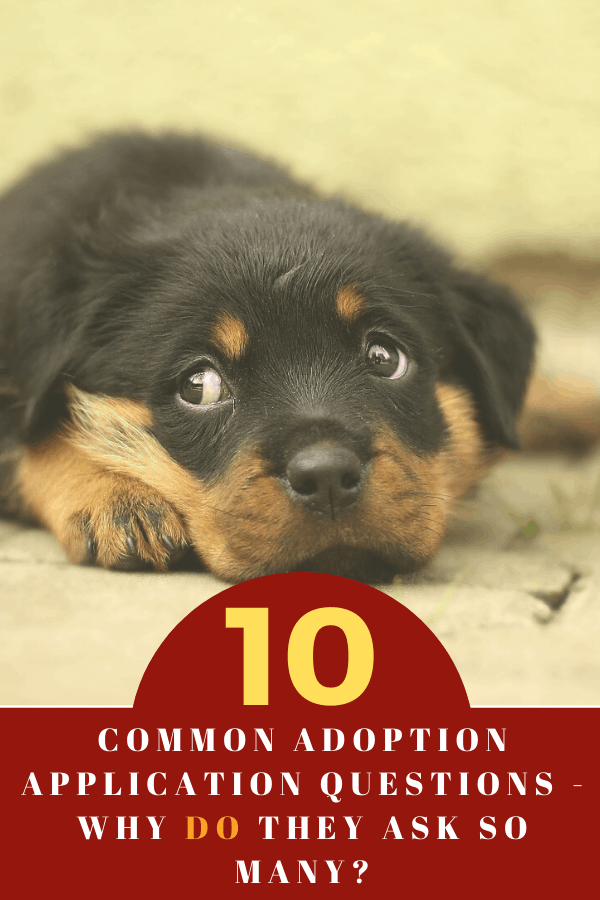 10 Common Adoption Application Questions
