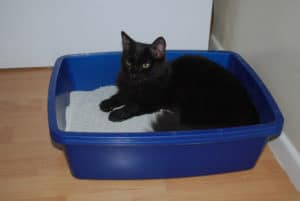 black cat laying in blue litter box