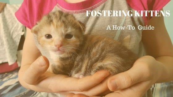 Kitten foster