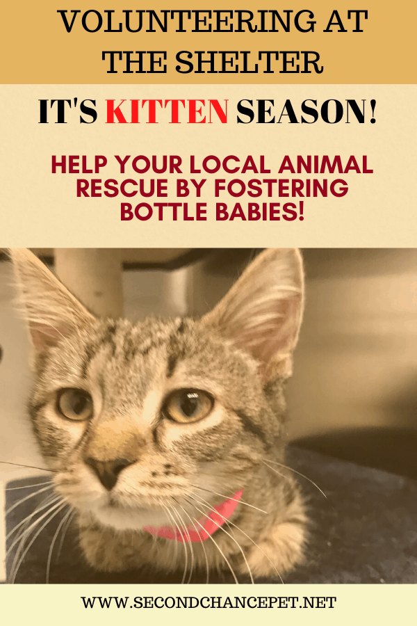 Fostering Kittens - A Rewarding Job!