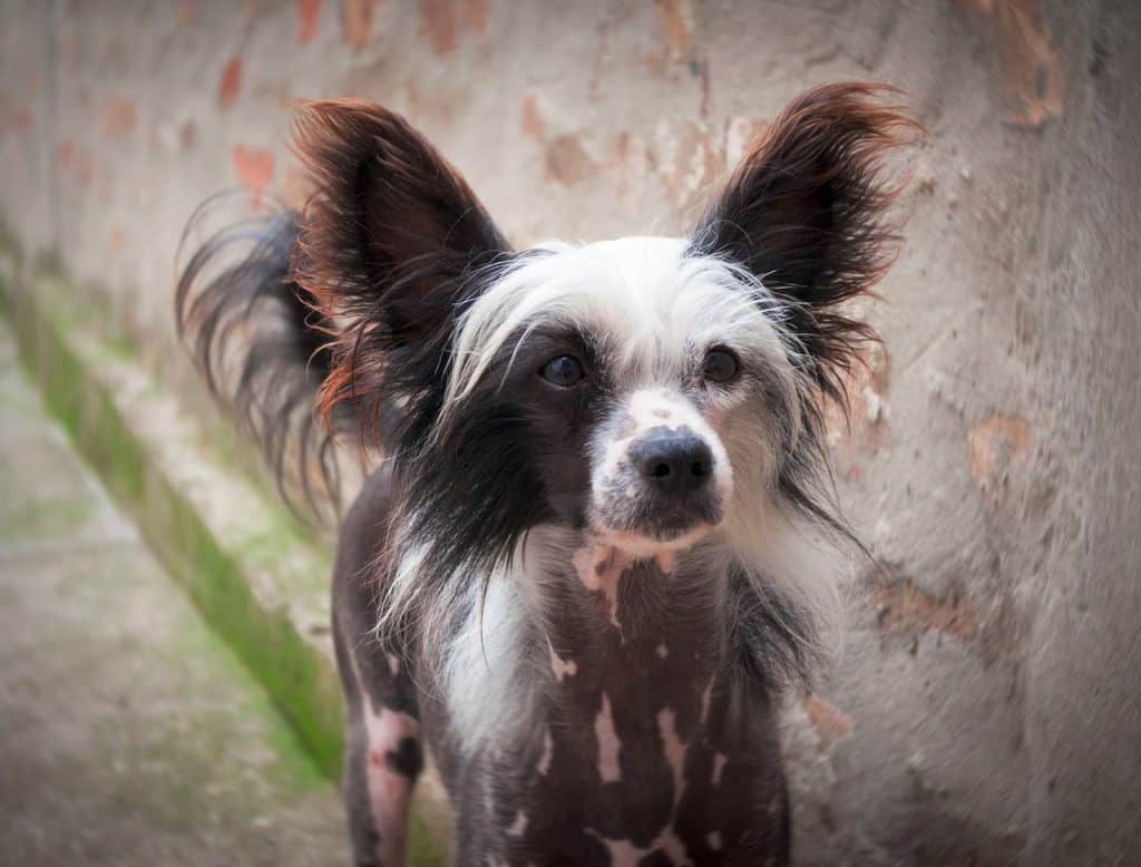 Black brown and white Chinese Crested looking at the camera