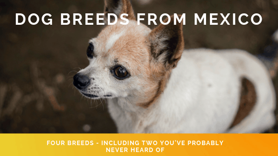 Dog Breeds from Mexico header with chihuahua