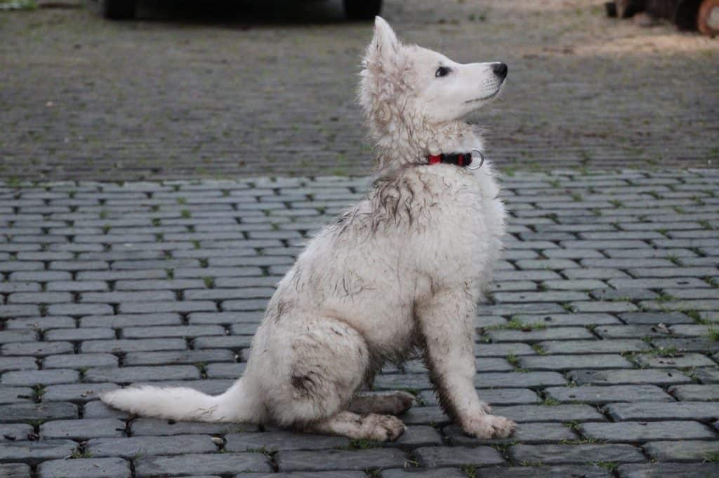Muddy white puppy sitting on brick patio