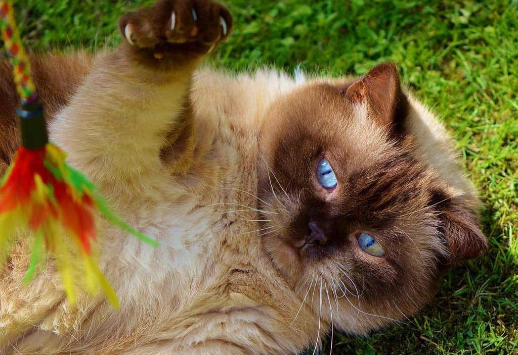 Siamese cat playing with a handmade feather toy