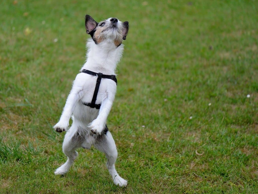 Terrier in harness jumping after a toy