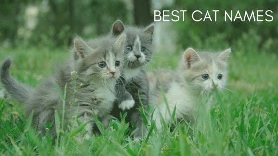 Best Cat Names