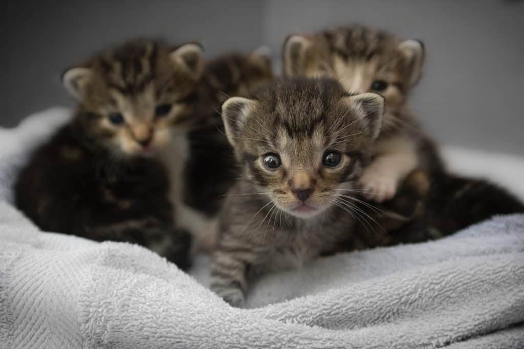 Four tiny kittens on a white blanket