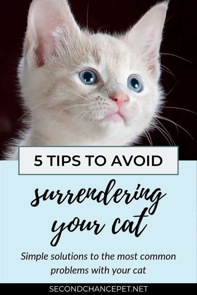 Avoid surrendering your cat