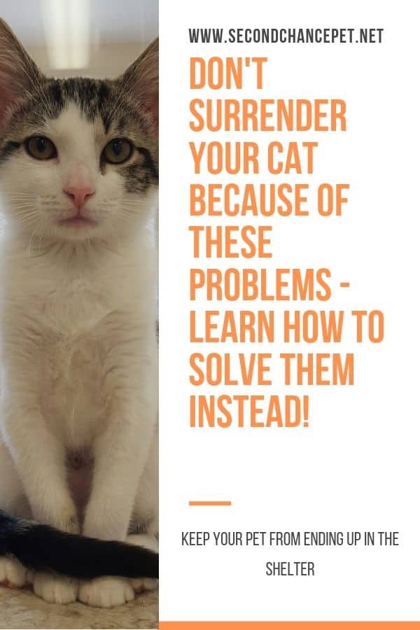 Don't Surrender Your Cat