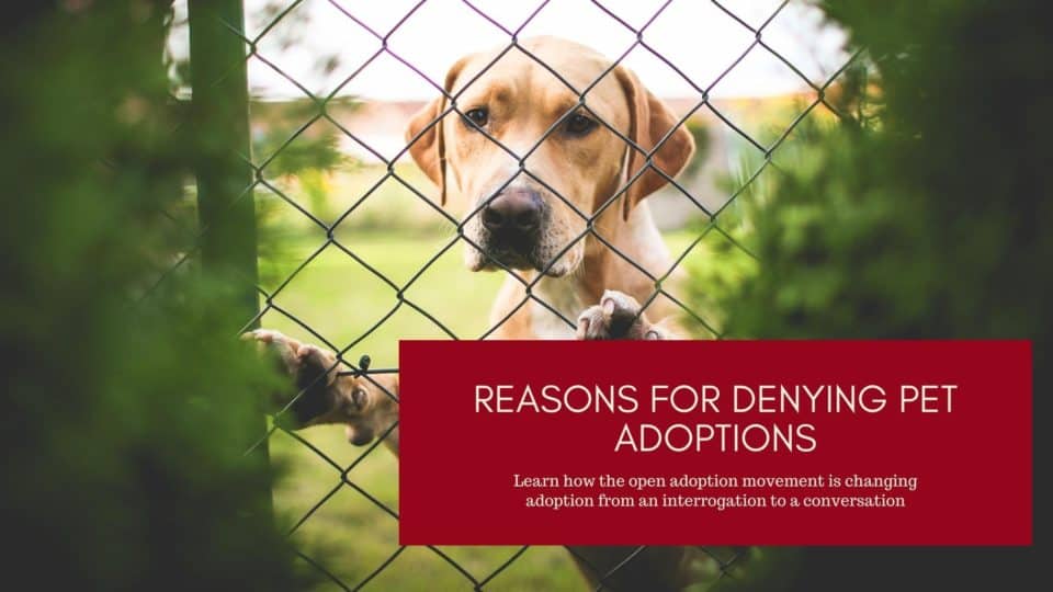 reasons for denying pet adoption