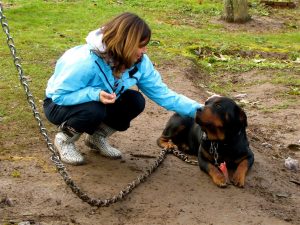 Woman petting a chained dog