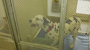reasons for denying pet adoptions leave many pets, like this Dalmatian, in cages for longer than necessary.