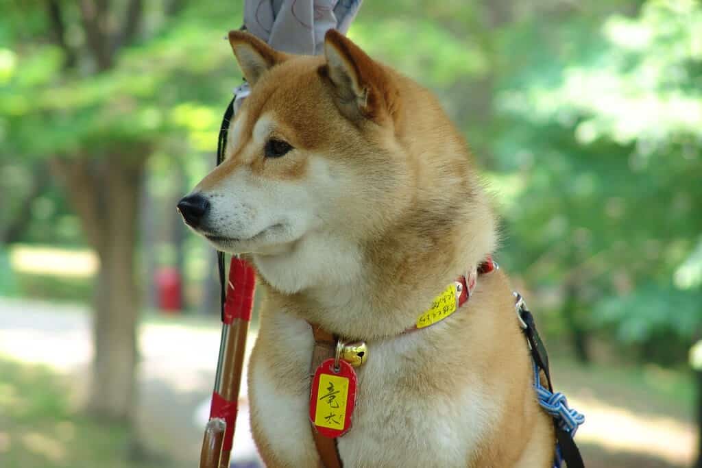 are shikoku dogs friendly or dangerous to strangers