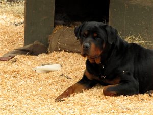 Rottweiler laying in straw