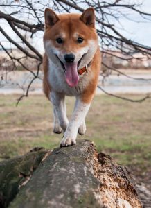 Shiba Inu dog running on a log