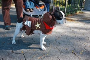 Boston Terrier dressed up as a sheriff