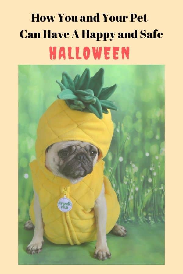 Dog in A Fun Pineapple Halloween Costume