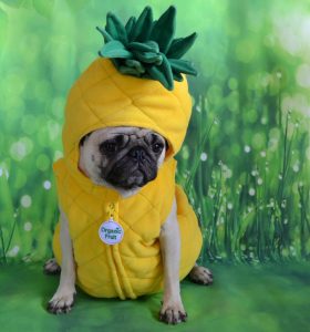 Pug dog dressed up in a pineapple costume