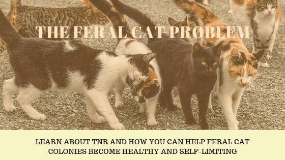 The feral cat problem - a colony of cats