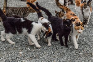 Feral cats form colonies