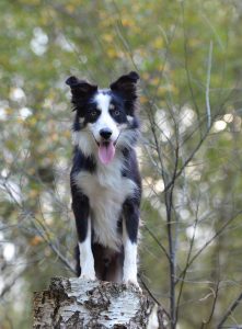 Black and White Border Collie in a field 
