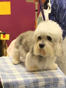 A Dandie getting ready to be shown