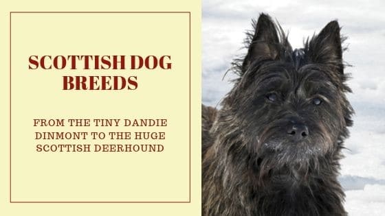 The Cairn Terrier - one of the Scottish dog breeds