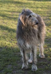 Scottish Deerhound - the largest of the Scottish Dog Breeds