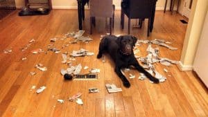 Labrador tearing apart newspaper