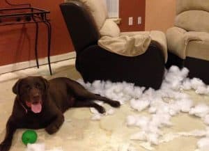 Lab tearing up the sofa - another reason you shouldn't have a dog