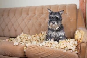 why you shouldn't get a dog - schnauzer lying on sofa he has torn up