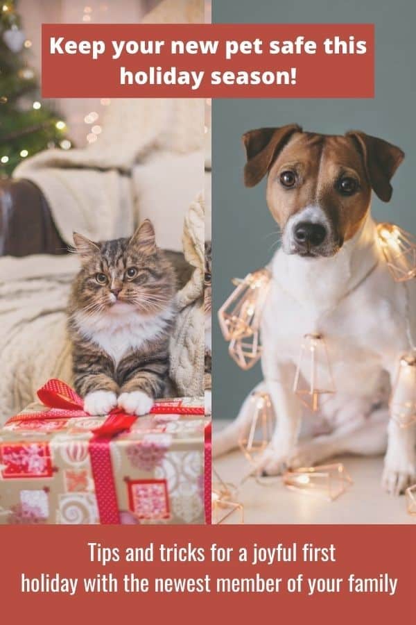 Dog with holiday lights and cat with paws on presents