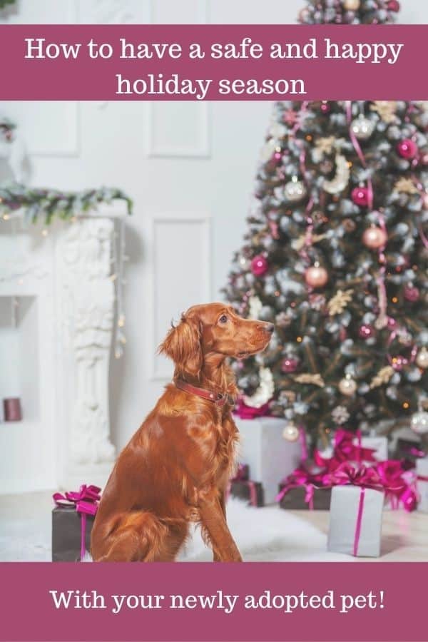 Irish Setter in front of Christmas trees with presents