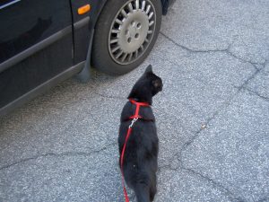Car travel with cats sometimes requires removing the cat from the car. Here a black cat walks on a leash and harness.