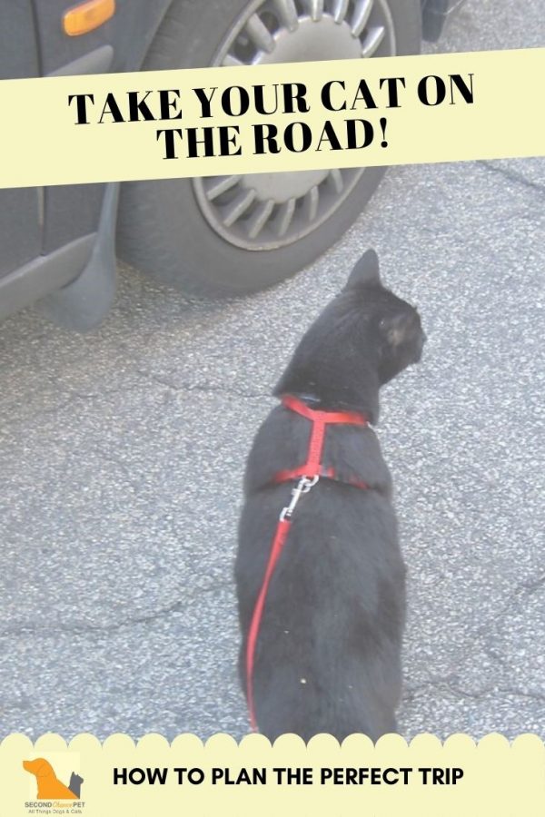 Black cat with red leash and harness