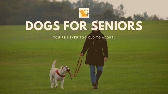 A dog and a senior citizen walking through a field