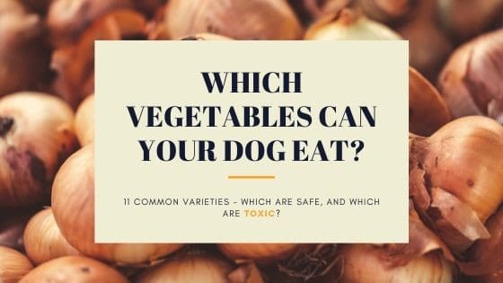 Which Vegetables Can Your Dog Eat?