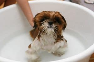 Small fuzzy dog in round bath