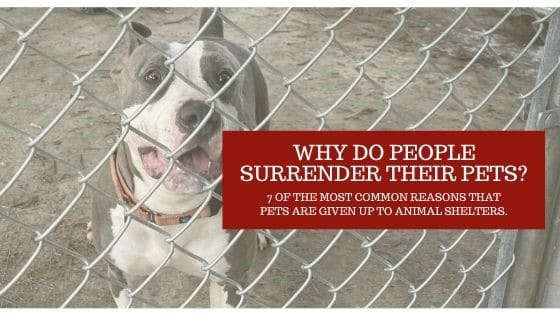 Why Do People Surrender Their Pets