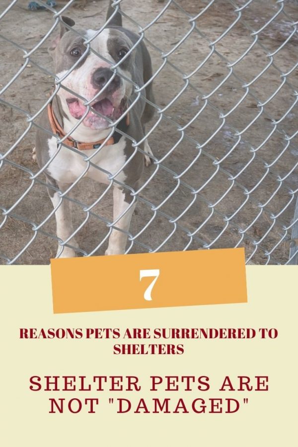 Why are pets surrendered to shelters? No, shelter pets are not "damaged" or "broken" - they just need a loving home.