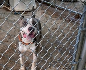 why do people surrender their pets? Gray and white pit bull at the shelter