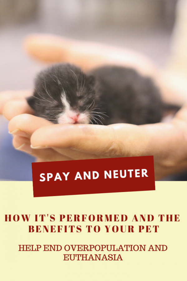 What is spaying and neutering? How much does it cost, and what are the benefits to my pet?